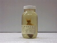 藏品(囊頭鮋)的圖片